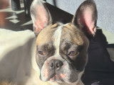 Rio, Bouledogue Francais LOF disponible pour saillie
