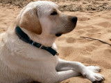 Recherche femelle Labrador LOF pour saillie