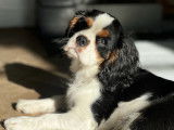 Mâle Cavalier King Charles LOF disponible pour saillie