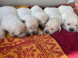 &Agrave; r&eacute;server 8 chiots Golden Retrievers LOF