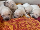 &Agrave; r&eacute;server 8 chiots Golden Retrievers LOF