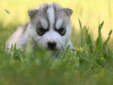 6 chiots Huskies Sibériens LOF disponible à la réservation