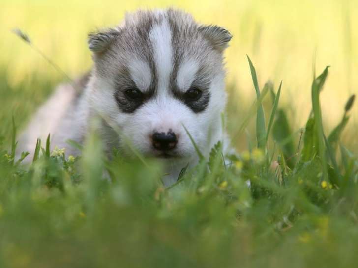 6 chiots Huskies Sibériens LOF disponible à la réservation