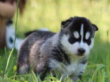 6 chiots Huskies Sibériens LOF disponible à la réservation