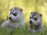 6 chiots Huskies Sibériens LOF disponible à la réservation