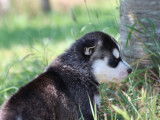 6 chiots Huskies Sibériens LOF disponible à la réservation