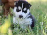 6 chiots Huskies Sibériens LOF disponible à la réservation
