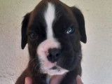 3 chiots Boxers LOF disponible à la réservation