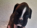 3 chiots Boxers LOF disponible à la réservation