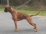 3 chiots Boxers LOF disponible à la réservation