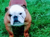 Un chien adulte Bulldog Anglais LOF disponible pour une saillie