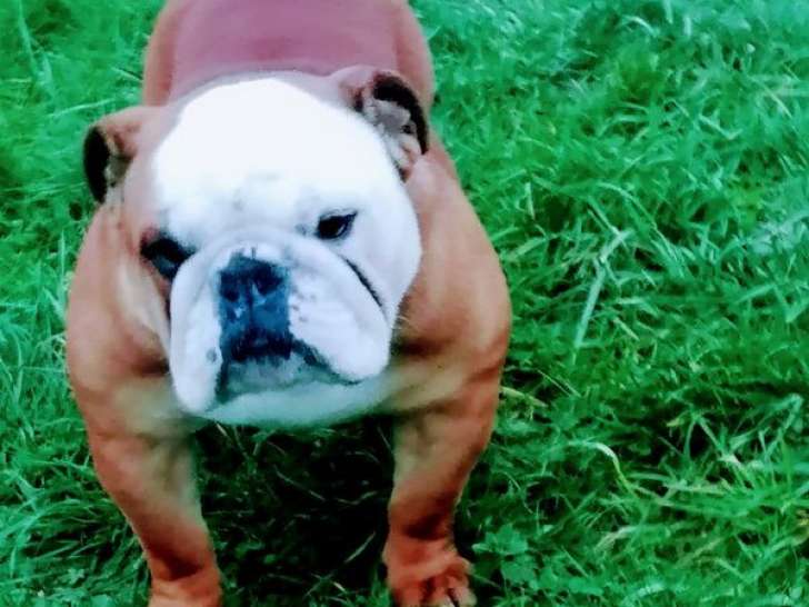 Un chien adulte Bulldog Anglais LOF disponible pour une saillie