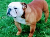 Un chien adulte Bulldog Anglais LOF disponible pour une saillie