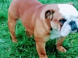Un chien adulte Bulldog Anglais LOF disponible pour une saillie