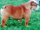 Un chien adulte Bulldog Anglais LOF disponible pour une saillie