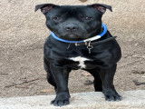 Mâle American Bully Staffy Bull Terrier disponible pour saillie