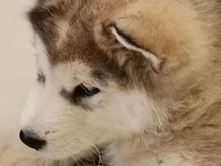 2 chiots Malamutes d'Alaska à vendre