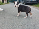 1 chiot femelle American Staffordshire Terrier LOF à vendre