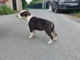1 chiot femelle American Staffordshire Terrier LOF à vendre