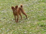 &Agrave; vendre, 2 chiots femelles Russkiy Toy LOF