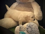À réserver, 6 chiots Golden Retrievers LOF