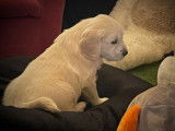 À réserver, 6 chiots Golden Retrievers LOF