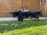 6 chiots femelles Bergers Allemands LOF à réserver