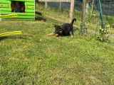 6 chiots femelles Bergers Allemands LOF à réserver