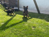 6 chiots femelles Bergers Allemands LOF à réserver
