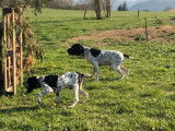 11 chiots Braques d’Auvergne LOF, à réserver