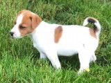 6 chiots Jacks Russell LOF, disponible &agrave; la vente