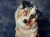 Disponible pour saillie : un chien Berger Australien LOF