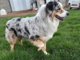 Disponible pour saillie : un chien Berger Australien LOF