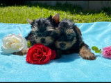 Chiots Yorkshire Terrier à réserver