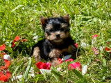 Chiots Yorkshire Terrier à réserver