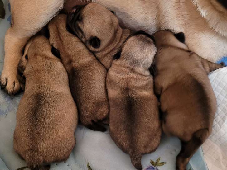 Chiots Carlins LOF à vendre