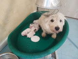 Chiots West Highland White Terrier à vendre (2 femelles & 4 mâles)