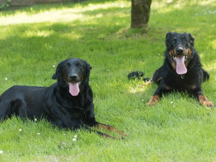 Chiots Beauceron disponibles fin juillet