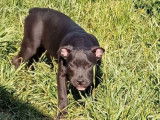 À vendre : un chiot femelle American Bully Standard noir