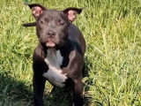 À vendre : un chiot femelle American Bully Standard noir
