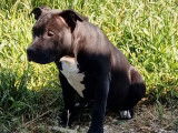 À vendre : un chiot femelle American Bully Standard noir