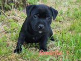 5 chiots Staffordshire Bull Terriers LOF, à réserver