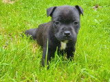 5 chiots Staffordshire Bull Terriers LOF, à réserver