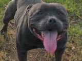 Un chien Staffordshire Bull Terrier LOF disponible pour saillie