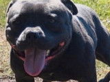 Un chien Staffordshire Bull Terrier LOF disponible pour saillie
