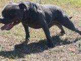 Un chien Staffordshire Bull Terrier LOF disponible pour saillie
