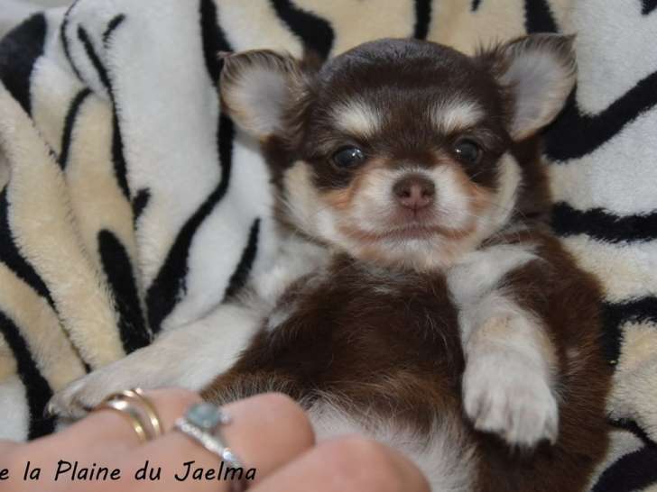 1 chiot femelle Chihuahua LOF à réserver