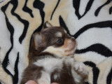 1 chiot femelle Chihuahua LOF à réserver