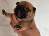 3 chiots Bouledogues Français LOF à réserver