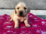 7 chiots Golden Retrievers LOF, à réserver
